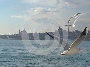 Seagulls flight maneuvers over the sea of Ã¢â¬â¹Ã¢â¬â¹bosphorus of istanbul